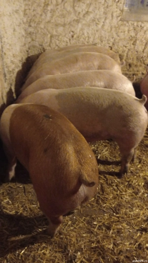 vând porcii rasă de carne 140-150 kg - imagine 2