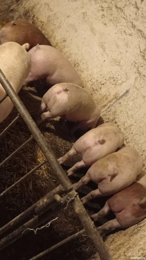 vând porcii rasă de carne 140-150 kg - imagine 4