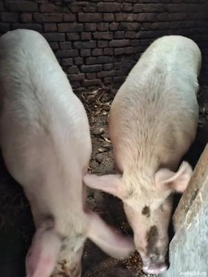porc de vânzare 