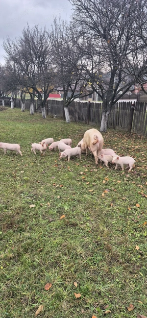 Vând purcei frumosi