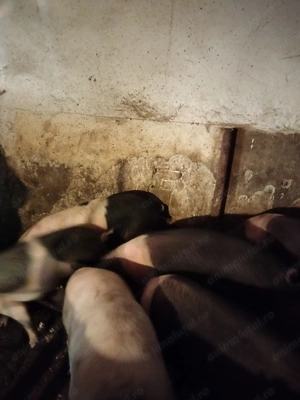 Vând porci pentru sacrificat! - imagine 2