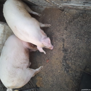 Vând porc  - imagine 5