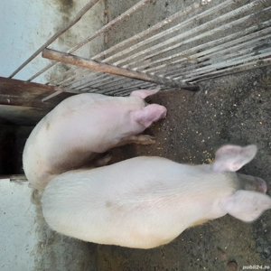 Vând porc  - imagine 2