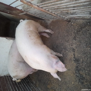 Vând porc  - imagine 4