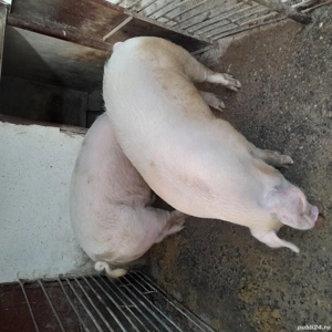 Vând porc  - imagine 3