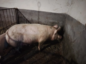 Vând scroafă de 2 ani