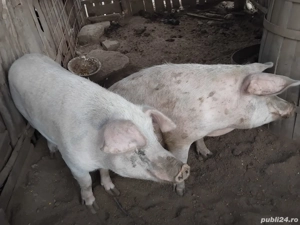 Disponibile 2 purcele