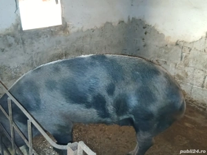 De vânzare ! - imagine 2