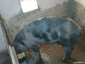 De vânzare ! - imagine 3