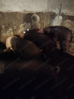 Vând porci pentru sacrificat! - imagine 4