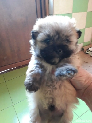 pomeranien boo,asigur transport!