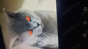 Motănel british  - imagine 2