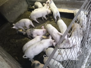 Vând purcei  - imagine 3