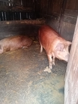Porci vânzare  - imagine 2