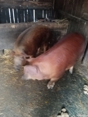 Porci vânzare  - imagine 3