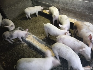 Vând purcei  - imagine 2