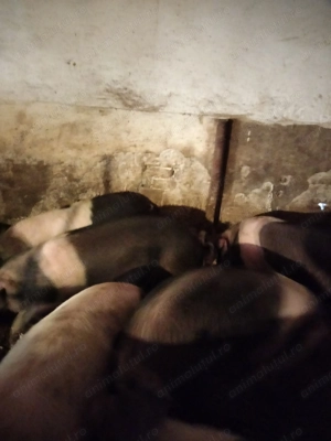 Vând porci pentru sacrificat! - imagine 6