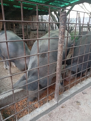 Cine dorește.primeste