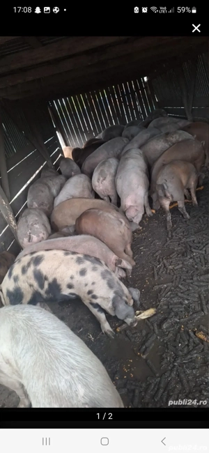 Vand porci pentru sacrificat  - imagine 2