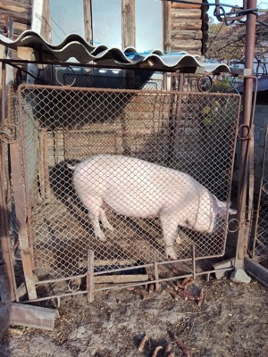 Porci de vanzare rasa landras