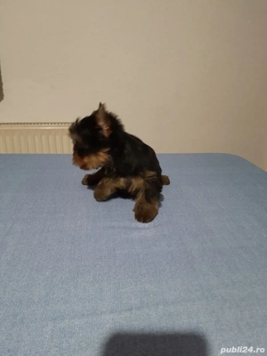 Yorkshire terrier - imagine 2