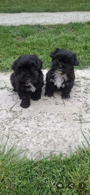 Puiuți bichon de vânzare!