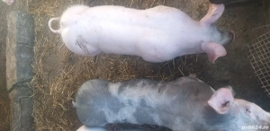 Vînd Porci - imagine 3