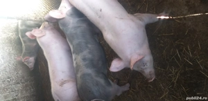 Vînd Porci - imagine 4