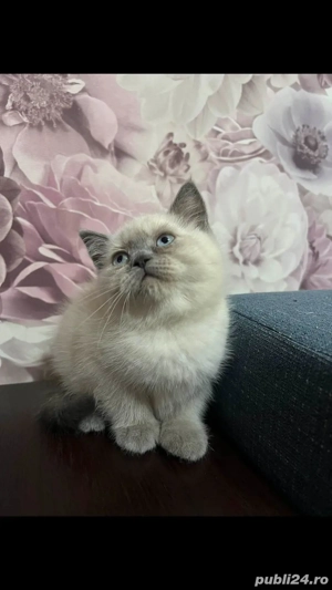 Ragdoll baietei si fetite