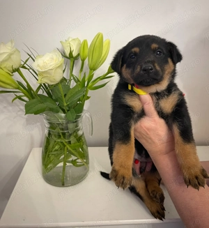 Pui Ciobanesc German - imagine 2