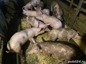 Purcei de vânzare 