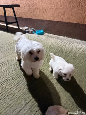 catei bichon  - imagine 4