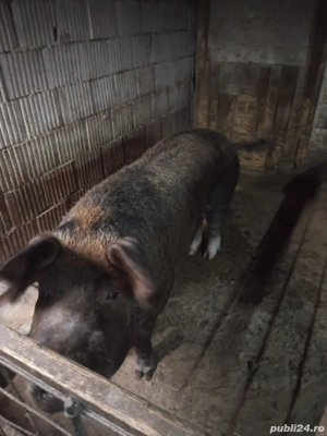 porc mare  - imagine 2