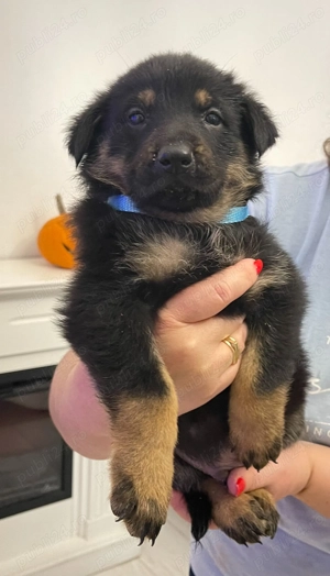 Pui Ciobanesc German - imagine 3