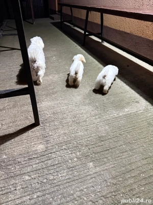 catei bichon  - imagine 5