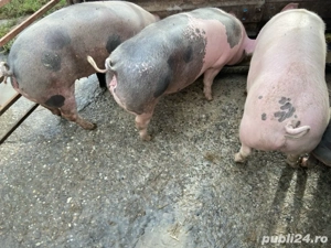 Porci de vânzare - imagine 3