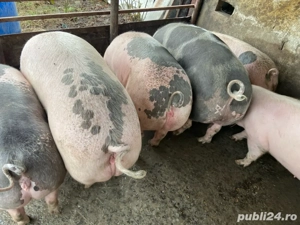 Porci de vânzare