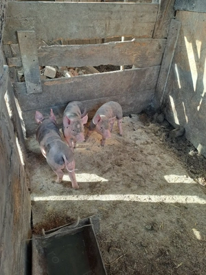 Vind purcei 6 saptamini