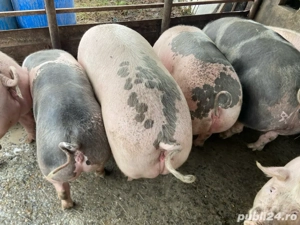 Porci de vânzare - imagine 4