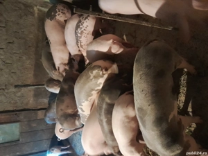 purcei de vânzare  - imagine 3