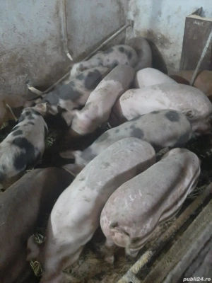 Vand grăsuni  - imagine 2