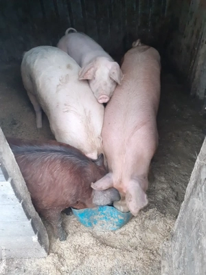 de vânzare 80 90 kg greutatea - imagine 5