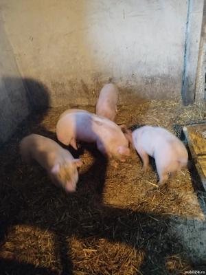 Purcei rasa de carne - imagine 2