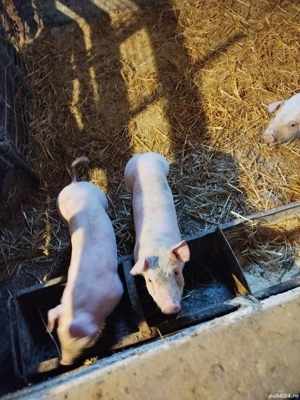 Purcei rasa de carne - imagine 3