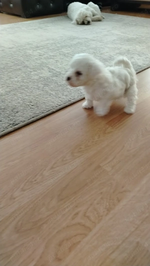 Vând două catelușe Bichon Maltez 900 lei