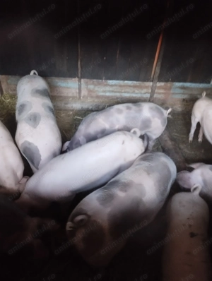 Vând porci 80-100 kg