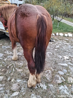 vand manz ardenez de 2 ani - imagine 2