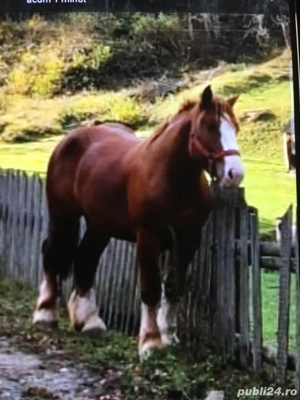 vand manz greu de 2 ani