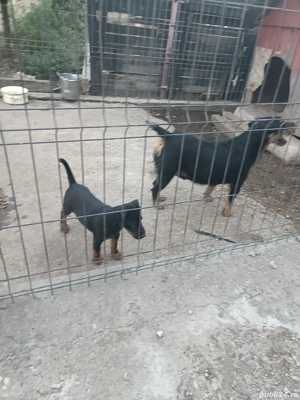 Disponibil Căței Jagdterier 