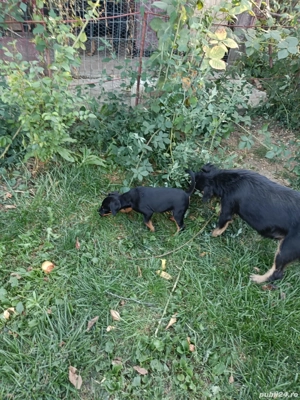 Căței Jagdterier  - imagine 3